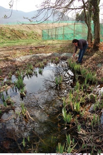 Popolazione introdotta di Ichthyosaura alpestris